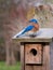 Bluebird on its birdhouse