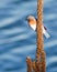 Bluebird by the lake