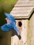 Bluebird leaving the birdhouse