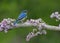 Bluebird on Lilacs