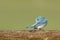 Bluebird on a log