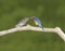 Bluebird with Mouth Full of Meal Worms