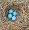 Bluebird Nest with Eggs