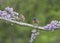 Bluebird Pair Perched in Lilacs