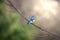 Bluebird perched on a tree branch in the sunlight