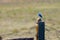 Bluebird perching on wooden post