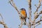 Bluebird portrait close up in spring time