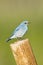 Bluebird resting on wooden fence with green background