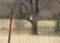 Bluebird on a rustic wire pasture fence looking to the side