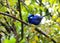 Bluebird sitting on a branch