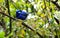 Bluebird sitting on a branch