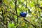 Bluebird sitting on a branch