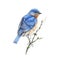 Bluebird sitting on a branch watercolor illustration. Eastern sialia small songbird on a tree. Isolated on the white background.