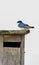 Bluebird Sitting on His Home