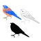 Bluebird small thrush bird outline and silhouette on a white background vintage vector illustration editable