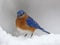 Bluebird in snow storm