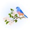 Bluebird thrush small songbirdon on an apple tree branch with flowers vintage vector illustration editable