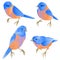 Bluebirds small birds thrush  on a white background   watercolor vintage set first vector illustration editable hand draw