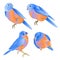 Bluebirds small birds thrush  on a white background   watercolor vintage set of four vector illustration editable hand draw