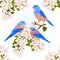 Bluebirds thrush small songbirdons on an apple tree branch with flowers spring background vintage vector illustration editable