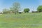 Bluebonnet blossom in countryside Texas with farm barns