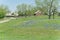 Bluebonnet blossom in countryside Texas with farm barns