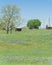 Bluebonnet blossom in countryside Texas with farm barns