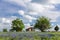 Bluebonnet field in countryside of Ennis, Texas