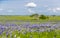 Bluebonnet field in Ennis, Texas