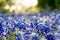 Bluebonnet field at sunset