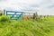 Bluebonnet field and Texas flag gate in countryside of Ennis, TX