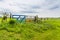 Bluebonnet field and Texas flag gate in countryside of Ennis, TX