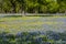 Bluebonnet filled Meadow in the Hill Country of Texas