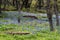 Bluebonnet filled Meadow in the Hill Country of Texas