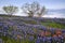 Bluebonnet filled Meadow near Ennis, Texas