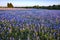 Bluebonnet filled Meadow near Ennis, Texas