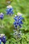 Bluebonnet flower over blurred green background with uneven flowers