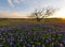 Bluebonnet flowers blooming in Irving, Texas