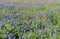 Bluebonnet flowers blooming in Irving, Texas