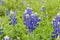 Bluebonnet flowers blooming in Texas