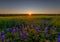 Bluebonnet Flowers in Ennis