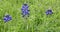 Bluebonnet Flowers in a field