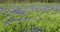 Bluebonnet Flowers in a field