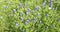 Bluebonnet Flowers in a field