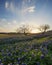 Bluebonnet flowers field in Irving, Texas