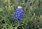 Bluebonnet in full bloom in Ennis, Texas
