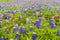 Bluebonnet and indian paintbrush closeup in Ennis, Texas