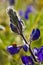 Bluebonnet with ladybug on bokeh background