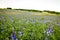 Bluebonnet - Lupine field