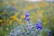 Bluebonnet, lupine near Jerusalem